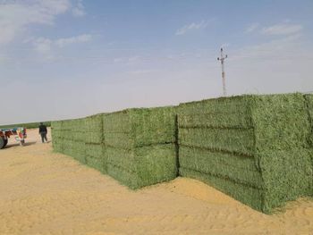 Premium Egyptian Alfalfa Hay Bales - FIRST NUMBER FOR FOOD STUFF - Egypt