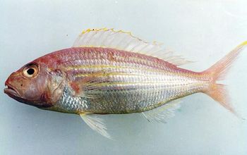 Premium Quality Frozen Indonesia Threadfin Bream – Wild Caught & Custom Processed for Export from PT. SAGARA MAKMUR INDONESIA Premium Quality Frozen Indonesia Threadfin Bream – Wild Caught & Custom Processed for Export - PT. SAGARA MAKMUR INDONESIA - Indonesia