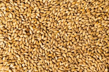 Top Grade Premium Barley Seeds/Animal Feed Bulk Malted Barley Grain 12 Months Shelf Life Sale - Carla Pisselli Commercio - Brazil