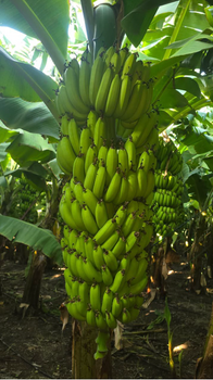 banana