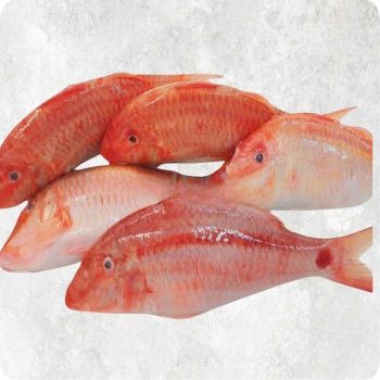 Wholesale Frozen Whole Red Mullet Bulk Supply Premium Quality Top Grade Low-Sugar & Low-Carb Frozen Seafood Cartons - TRADECENTRIC LLC - United States