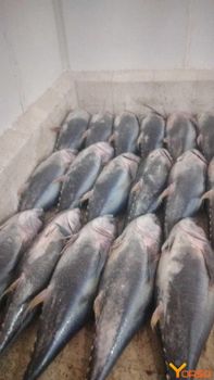 Fresh Yellow fin tuna Type CIF Flavor Rich Texture Firm Color Yellowfin Application Sashimi, Steaks, Or Grilling Origin Pelagic Waters Of Tropical And Subtropical Oceans Worldwide - malter group - Tanzania