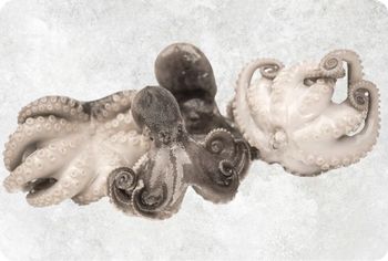 Frozen Octopus Supplier From Vietnam - Food Link VN Co., LTD - Vietnam