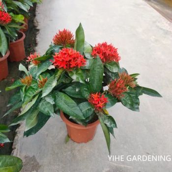 Wholesale Live Ornamental Plants Bright Red Ixora Chinensis - Guangzhou Yihe Gardening Co., Ltd. - China