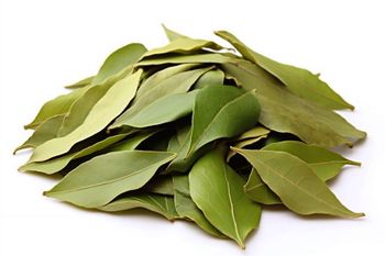 Bay Leaf Origin Indonesia Form Whole Dried Leaves Shelf Life Up To 24 Months Moisture Content Max. 10–12% Grade Export Quality / - PT.Anugrah Rozikin Nusantara - Indonesia