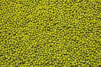 Cheap Dried Bulk Green Mung Beans From South Africa with Best Price from AGRONOVA Cheap Dried Bulk Green Mung Beans From South Africa with Best Price - AGRONOVA - United States