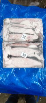 Loligo squid Origin India Quality Grade A Grade Storage Temperature -18°c Or Below Packaging Block Frozen 6x1.8kg - 10.8 Kg Net - Kaiser frozen foods llc - United States
