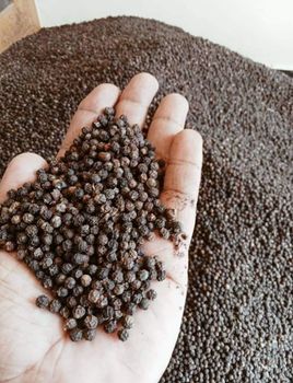 Black Pepper 550gl from Svaposhi LLP Black Pepper 550gl – product photo, Dehydrated Black Pepper products found from trusted suppliers, wholesalers, manufacturers & exporters Listing