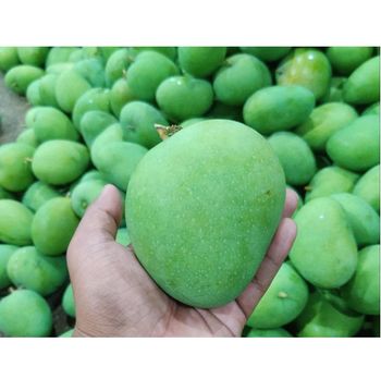 Hot Selling Best Quality Fresh Natural Healthy Mango Fruit Sweet Flavor Available At Wholesale in Reasonable Price - MAJESTIC OVERSEAS - India