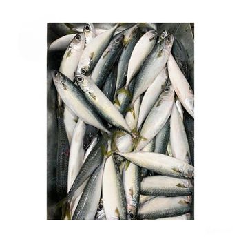 Frozen Atlantic Mackerel Fish Superior Frozen Seafood Product For Marine Food Supply And Global Market Demand - TOSOH INTERNATIONAL - South Africa