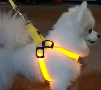 Lighthound Leashes and Harnesses Lighted Light up - Ningbo Yinzhou Wenhui Paper Co., Ltd. - China