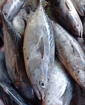 FROZEN MACKEREL TUNA - HIGH QUALITY Texture Firm Type Frozen Fish Flavor Distinctive With Rich Taste Harvest Location Clean Tropical Waters - PT Savya Coco Provita - Indonesia