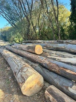 Beech wood logs  - QHD International Trading - Vietnam