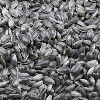 Bulk Sunflower Seed Premium Quality Rich In Oil Content Ideal For Processing And Snacks - THE GREEN INTERNATIONAL LIMITED - Tanzania