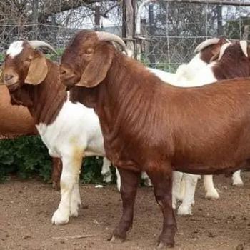Premium Nubian goats offered for commercial livestock farming - AL JABLI TRADING COMPANY LIMITED - Tanzania