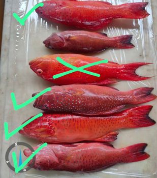 FRESH RED SNAPPER WHOLE & GUTTED – product photo, Recommend Fallback