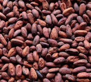 100% Cacao Beans Seeds and Cocoa Premium Quality Natural Cocoa West Africa Cocoa Beans Wholesale Suppliers and Manufacturers. from Agropsol ENT INC 100% Cacao Beans Seeds and Cocoa Premium Quality Natural Cocoa West Africa Cocoa Beans Wholesale Suppliers and Manufacturers. – product photo, Theobroma Cacao Beans products found from trusted suppliers, wholesalers, manufacturers & exporters Listing