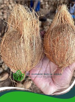 Semi Husked Coconut - PT Sumber Mulia Agro - Indonesia