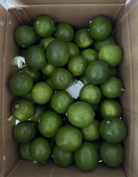 Seedless Lime Packaging 4,5kgs - 5kgs - - VINAFOOD INTERNATIONAL COMPANY - Vietnam