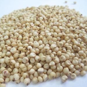 WHITE GRAIN SORGHIUM from AGRO AFRIQUE COMPANY LIMITED WHITE GRAIN SORGHIUM - AGRO AFRIQUE COMPANY LIMITED - Tanzania