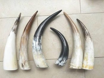 Raw cow horn , raw ox horn natural raw cow horn unfinished Grade AA Texture Natural Finish Unfinished Material Raw Cow H from Thai Agri Company Raw cow horn , raw ox horn natural raw cow horn unfinished Grade AA Texture Natural Finish Unfinished Material Raw Cow H - Thai Agri Company - Thailand