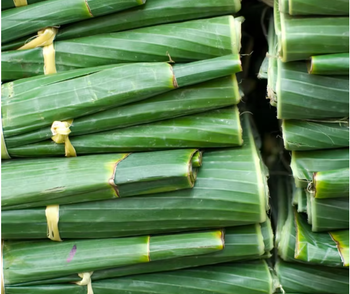 Banana leaves Aroma Natural Durability High Features Organic Color Bright Green Surface Area Large Delivery Form Sacks Freshness Level Fresh - Pop Sponge Fiber Ltd - Nigeria