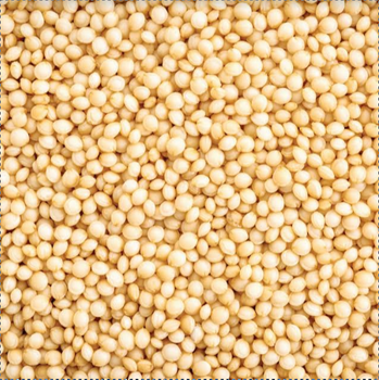 Amaranth Seeds from Shivam Enterprises Amaranth Seeds - Shivam Enterprises - India
