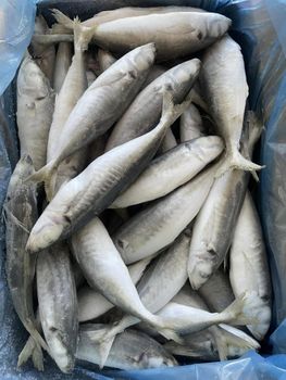 Mackerel - BF GLOBAL TRADING (PTY) LTD - South Africa