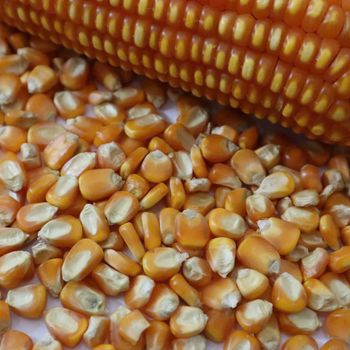 Maize (Corn) – product photo, Maize (Corn) Flour products found from trusted suppliers, wholesalers, manufacturers & exporters Listing