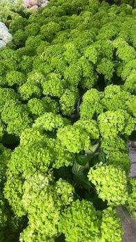 Fresh-cut Hydrangeas natural and tinted 10cm-24cm+ Origin Colombia Vase Life Excellent Grade Big head size Stem Strength Strong - Magic Flowers Colombia SAS - Colombia