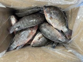 Tilapia - amigoseafood co - India