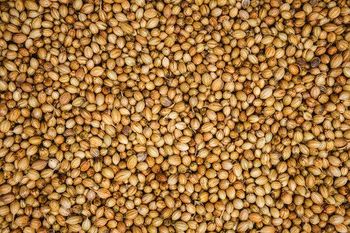 Coriander seeds - Parinde International - India