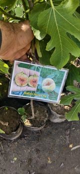 Italian honey white figs live plants - ATTA NAEEM TRADERS ( PRIVATE) LIMITED - Pakistan