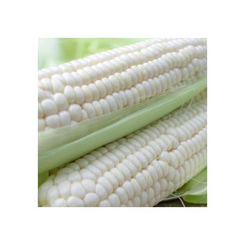 Premium-grade white maize perfect for food processing and supply - Medcompex Gmbh - United Kingdom