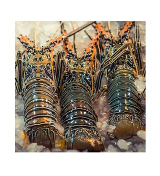 Wholesale Seafood Fresh and Frozen Lobster, Frozen Lobster, Frozen Lobster Tails Fresh Lobsters - Albakri Business Ltd - Canada