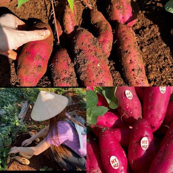 VIETNAM FRESH JAPANESE SWEET POTATO - Nam Tinh Co.,ltd - Vietnam