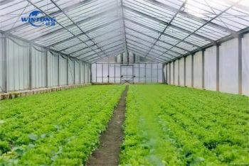 Type PC Greenhouses Glass Greenhouse for Vegetables/Flower/Cucumber - TIANJIN WINTONG METAL PROCESSING CO., LTD. - China