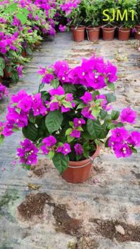 Wholesale Potted Bougainvillea Live Plants Colorful Flowering Garden Bonsai - Guangzhou Yihe Gardening Co., Ltd. - China