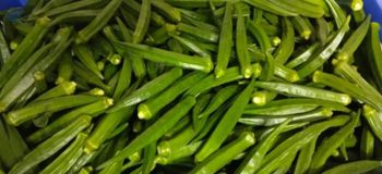 Fresh Okra / Lady Finger -  Ryb Frozen Foods Private Limited  - India