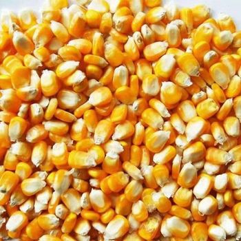 Fresh Harvest Yellow Corn With Natural Sweetness Yellow Corn Carefully Selected For Bulk Packaging And Delivery - THE GREEN INTERNATIONAL LIMITED - Tanzania