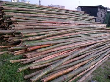 BAMBOO TREE STAKES Minimum Length 3m Minimum Diameter 27mm Material Natural - SAMJOSE INTER BIZNESS LINKS LIMITED  - Nigeria
