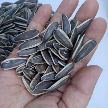 Sunflower Seed from BOLIDO NETHERLANDS B.V. Sunflower Seed - BOLIDO NETHERLANDS B.V. - Netherlands