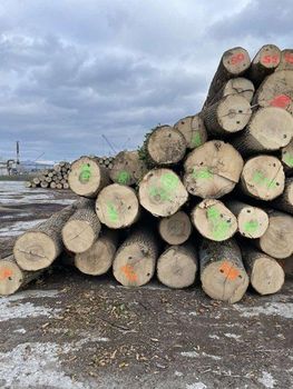Ash wood Logs / Ash logs Grade ABC Place of Origin Europe, USA Feature Dia 30-39cm: max 30%, balance above - QHD International Trading - Vietnam