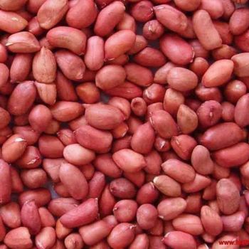 Premium Red-Skin Salted Dried Peanut/Groundnut Crunchy Natural Unsweetened Perfect Salted Flavor - TRADECENTRIC LLC - United States