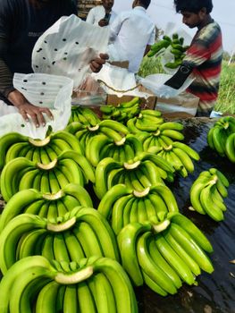 G9 Cavendish Green Banana from Evermark Industries G9 Cavendish Green Banana – product photo, G9 Banana products found from trusted suppliers, wholesalers, manufacturers & exporters Listing