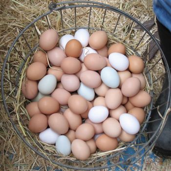 Chicken Eggs Grade A Type CHICKEN - W&E HOLDING BV - Netherlands