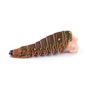 Professional Bulk Frozen Whole Spiny Lobster Premium Frozen Seafood For Food Industry Wholesale Purchasing Needs - TRADECENTRIC LLC - United States