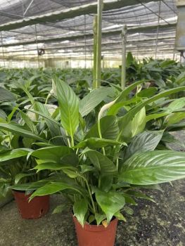 Live Plants Spathiphyllum Peace Lily Potted Outdoor Plants Origin China Properties Nature Feature Evergreen Model NO. SP50102 - Guangzhou Yihe Gardening Co., Ltd. - China