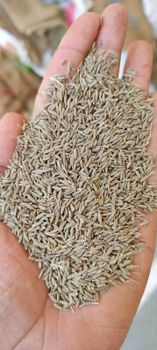 Cumin seed Shelf Life 15 Form Dried Seed Packaging PP bags Color Yellow-brown Grade Singapore 99% Family Parsley Family Origin Plant Cuminum Cyminum - AMBROS ETNERPRISE - India
