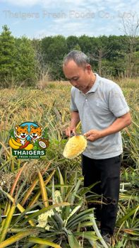 Fresh Pattawia Pineapple from Thaigers Fresh Foods Co.Ltd Fresh Pattawia Pineapple - Thaigers Fresh Foods Co.Ltd - Thailand